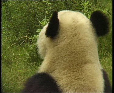 Rear view of panda head and shoulders, ears.