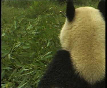 Rear view of panda eating leaves and bamboo