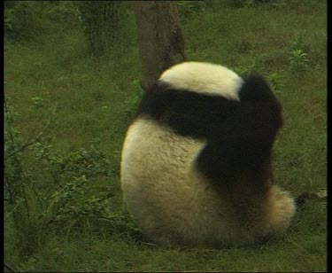 Panda scratching back using hind paw