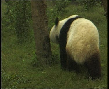 Panda rubbing itself against tree