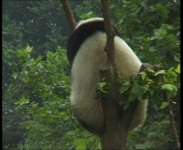 Panda sitting in tree