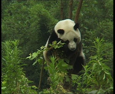 Panda sitting in tree, facing camera