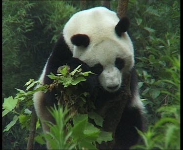 Panda sitting in tree, facing camera