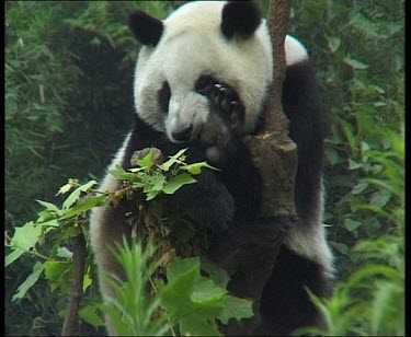 Panda sitting in tree, facing camera. Resting head.