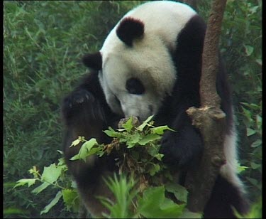 Panda sitting in tree scratching. It stretches up to look around