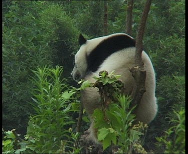 Rear view. Panda resting, sleeping in tree