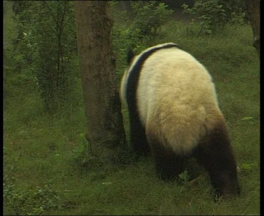 Panda stretching up along tree and licking trunk.