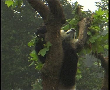 Panda climbing up tree.