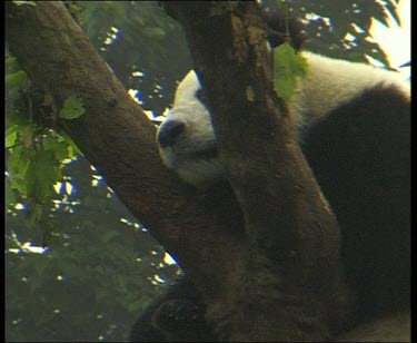 Panda resting in tree with nose and mouth peeking out between fork of branches. Panda licking paws.