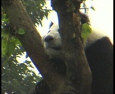 Panda resting in tree with nose and mouth peeking out between fork of branches.