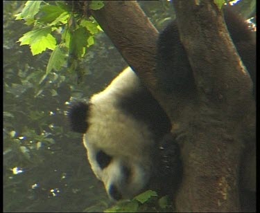 Panda resting in tree, head drooping down in cute position. Licking leaves.