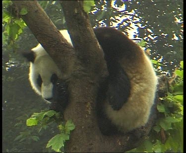 Panda scratching in tree.