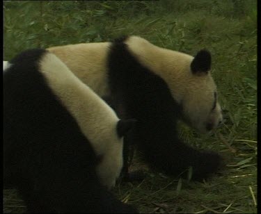 Two adult pandas, eating bamboo.
