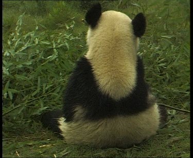 Rear view. Sitting on ground eating bamboo.