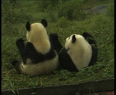 Two pandas sitting together with backs to camera, eating bamboo. One gets up and moves around.