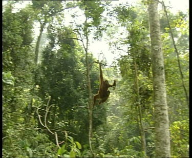 Orangutan swinging through forest canopy on liana vines.