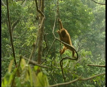 Orangutan swinging on liana vines and walking along thin branch