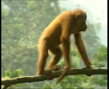 Orangutan climbing along thin branch