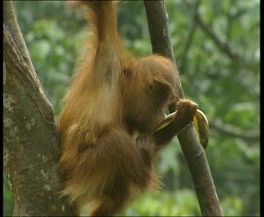 Baby orangutan eating banana