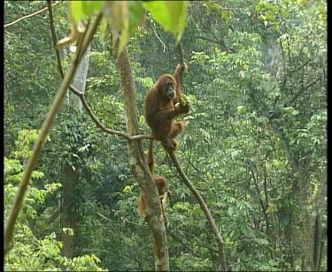 Adult and young baby orangutan feeding on bananas in tree.