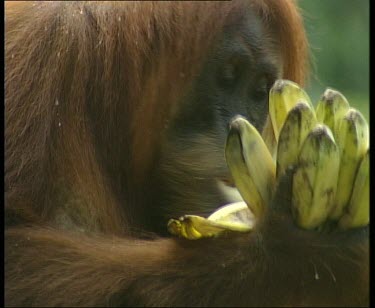 Zoom out to MWS. Adult female peeling and eating banana. The baby climbs down to take another banana from the bunch and climbs back up again to eat it.
