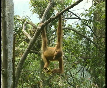 Baby young orangutan hanging by one forearm and one foreleg while using other limbs to hold and peel bananas.