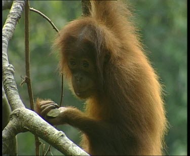 Baby young orangutan eating banana