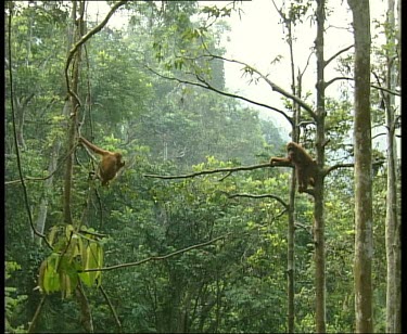Two orangutans high in forest canopy