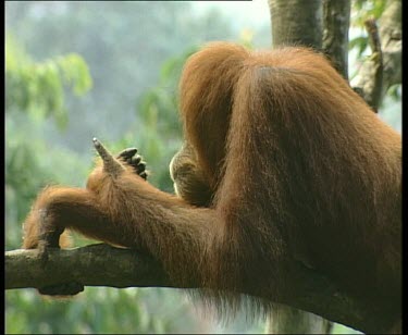 Orangutan looking very relaxed, stretched out along a branch