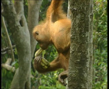Baby young orangutan hanging in tree, eating banana