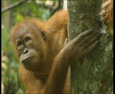 Orangutan holding onto tree, looking around.