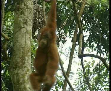Two orangutans swinging on liana vines together.