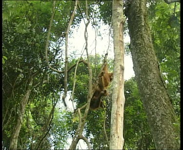 Two orangutans swinging on liana vines together, fighting.