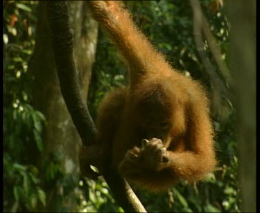 Hanging in tree, eating banana