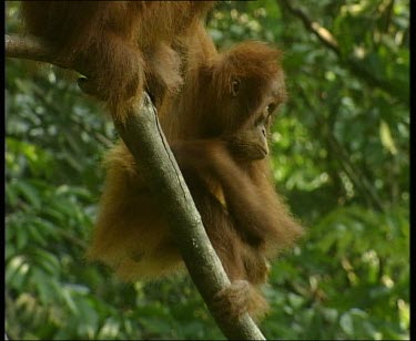 Baby hanging in tree scratching. Tilt up to adult eating banana. Baby climbs up over mother.