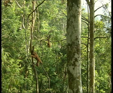 Two baby orangutans hanging upside down in trees, fighting.