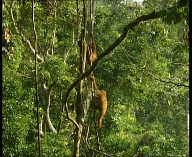 Adult climbing up liana vine chasing after baby.