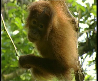 Baby Hanging in tree, scratching then climbing up to join adult