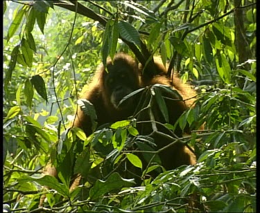 Back lit orangutan scratching head, hidden behind leaves.
