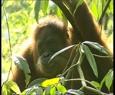 Back lit orangutan chewing