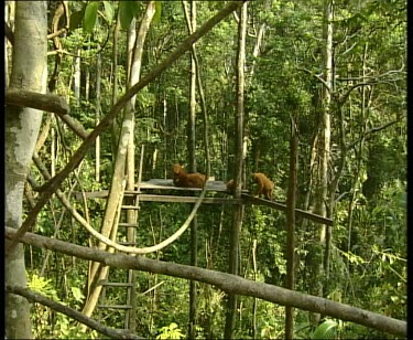 Orangutans on man made forest platform.