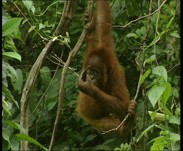 Hanging from vine