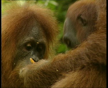 Two adult orangutans sitting other sharing food, chewing