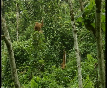 Two orangutans. One on top of tree, shaking it.