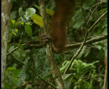 Two orangutans hanging from liana vines.