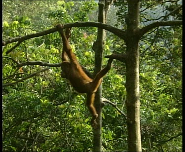 Swinging and climbing down liana vines, interacting with other orangutan.