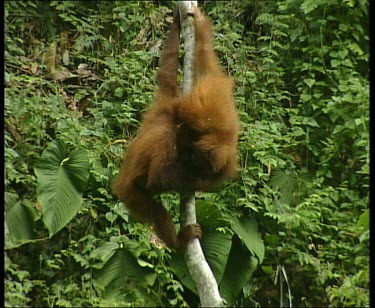 Two orangutans climbing up vine. One stretches out to look out