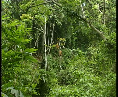 Two orangutans climbing up vines and hanging from them.