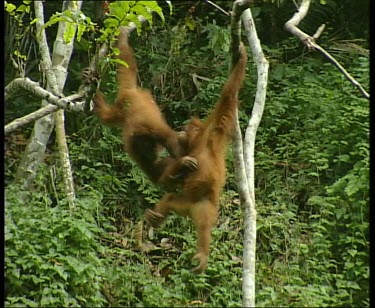 Two orangutans hanging from vines and holding onto one another like circus performers.