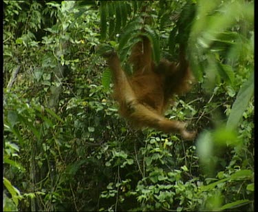 Hanging from tree, tilt up to other orangutan hanging upside down.